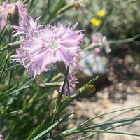 Dianthus tianshanicus (kuschakewiczii)